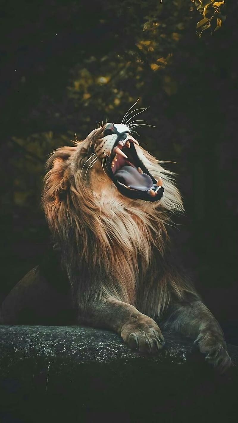 Best Animal, Lion Yawning, king of the jungle, wild animal, HD phone wallpaper