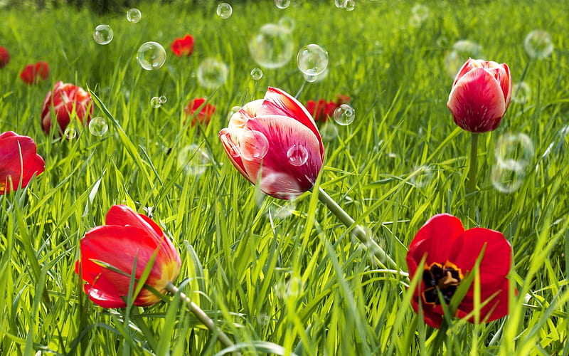 red tulips, green grass, bokeh, spring flowers, red flowers, wildflowers, macro, tulips, HD wallpaper