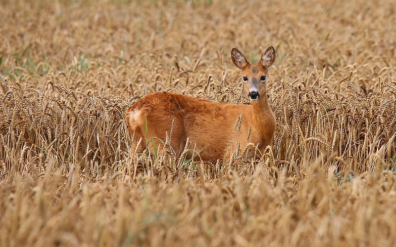 Deer in Grain Field, grain, field, animal, deer, Latvia, HD wallpaper