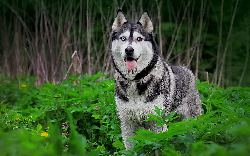 Husky Dog, forest, heterochromia, pets, Siberian Husky, close-up, summer, dogs, Husky, HD wallpaper