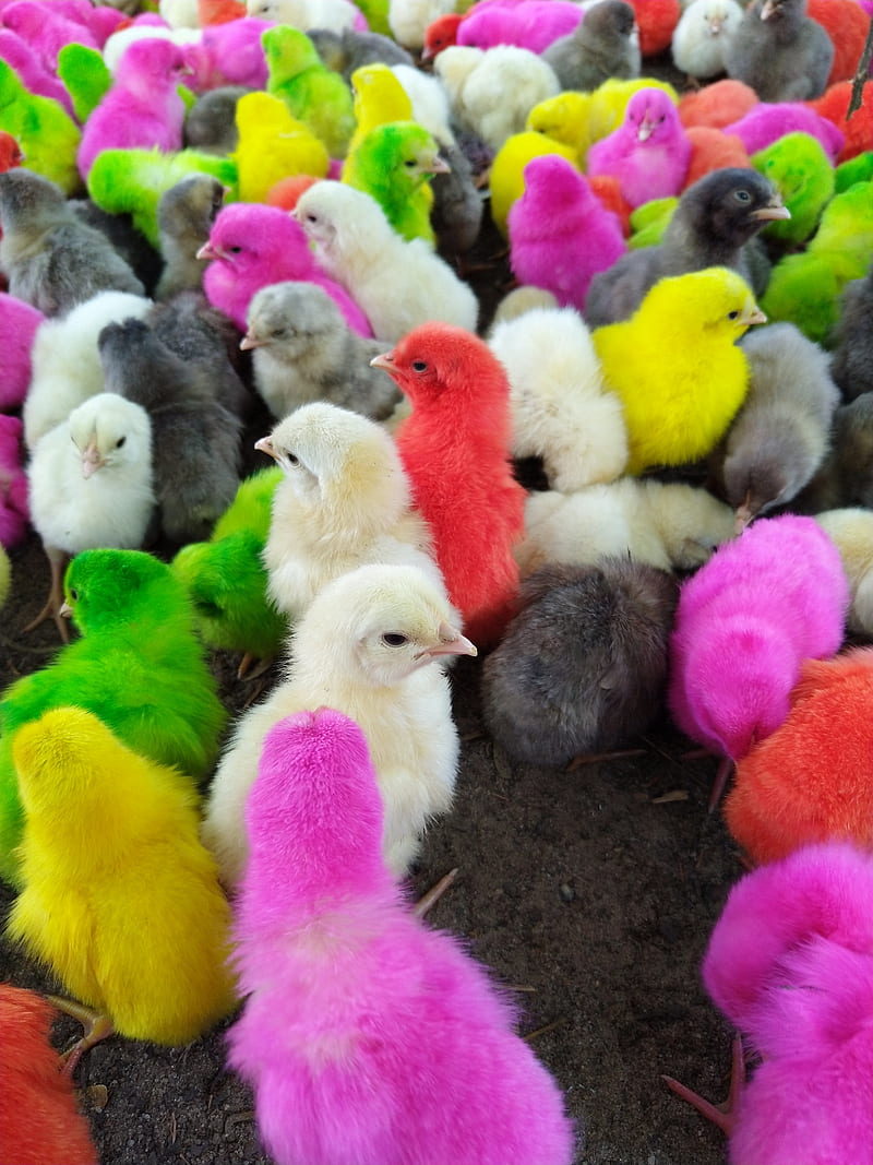 Chicken, 2019, bird, cute, fancy, multicolored, HD phone wallpaper