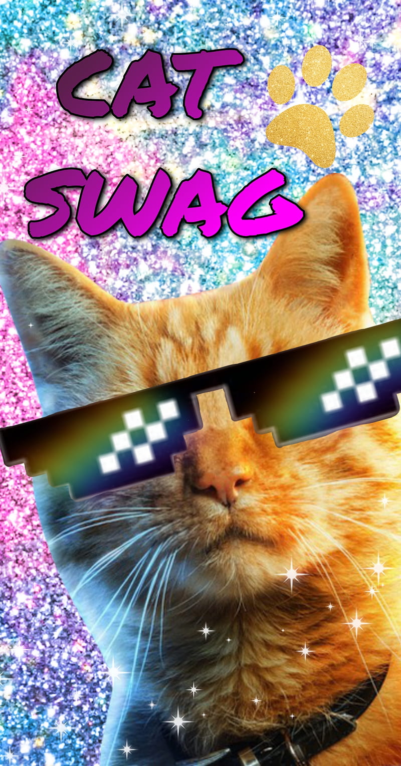 Cat, cat wearing shades, animals, swag, catwearingshades, cute, funny, kitty, swag cat, cat swag, HD phone wallpaper