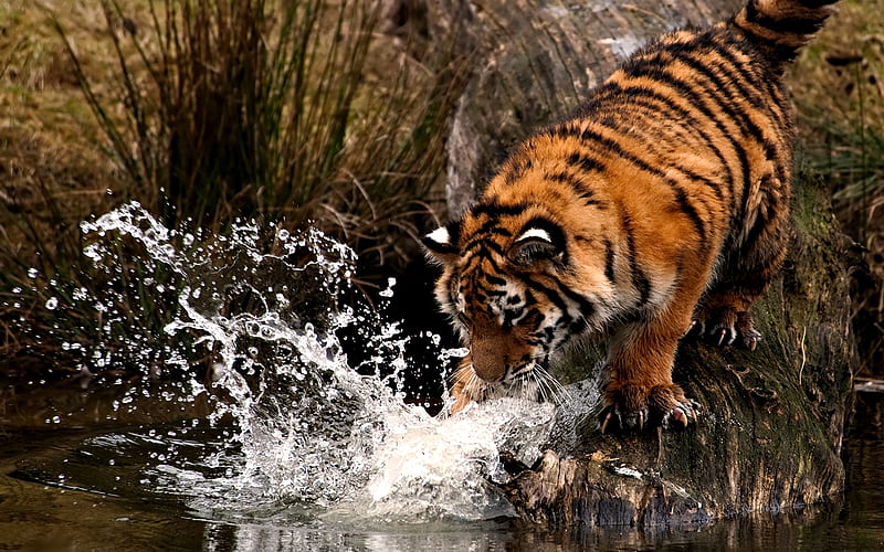POWERFUL TIGER, siberian, splash, kick, stripes, water, drop, paw, tiger, HD wallpaper