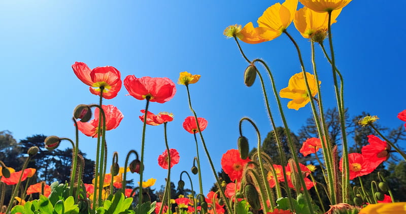 Poppy Flowers on Field and Sunny Day, flowers, nature, blooming, poppies, HD wallpaper