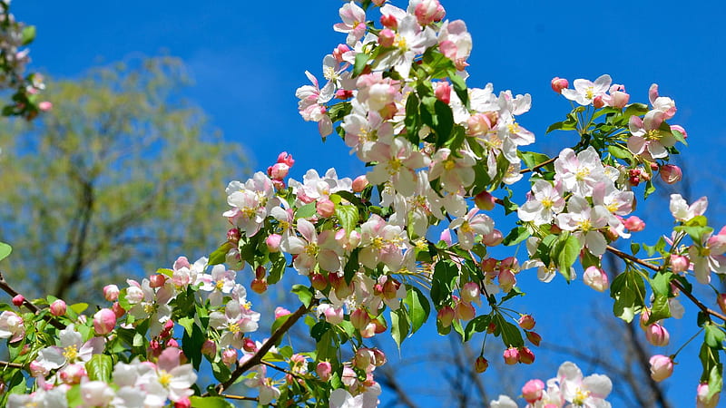 Apple Tree Branches Bloom Spring In Blue Sky Background Flowers, HD wallpaper