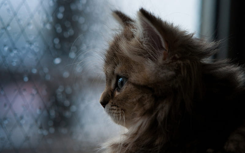 cat, windows, cute, looking away, bokeh, close-up, raining, mood, Animal, HD wallpaper