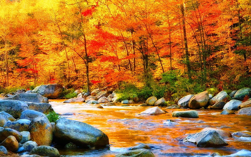 Autumn River, Fall, rocks, water, river, trees, Autumn, HD wallpaper ...