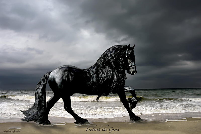 Frederik the Great, stallion, black, horse, wild, HD wallpaper | Peakpx