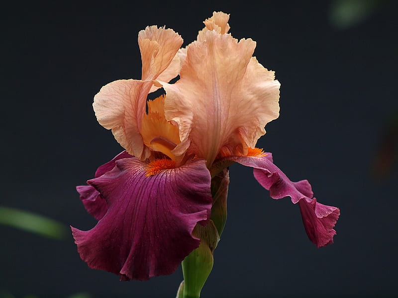 Bearded Iris, flower, pretty, purple and peach, iris, HD wallpaper