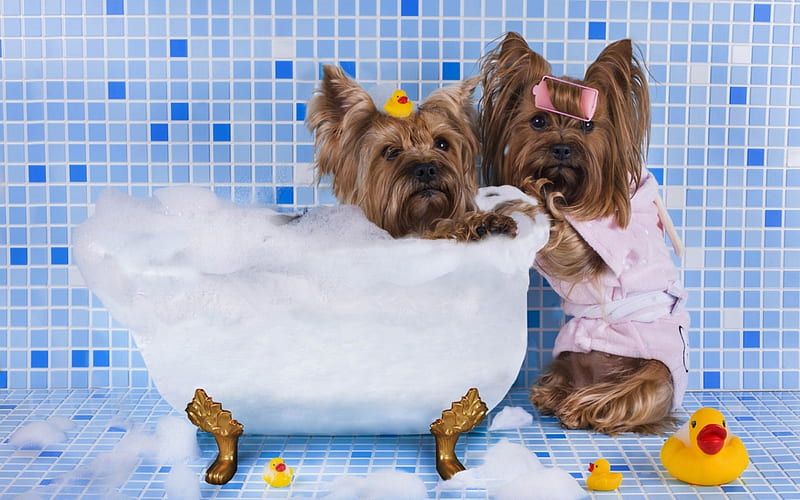 In the bath, toy, yellow, bath, animal, cute, duck, puppy, dog, blue, HD wallpaper