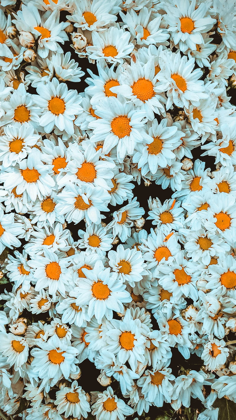 Margarida branca, brancas, daisy, flower, HD phone wallpaper | Peakpx