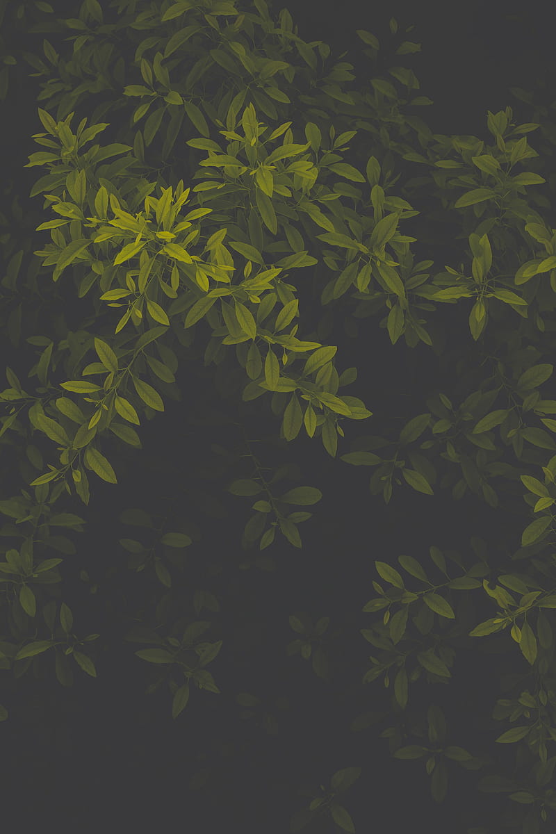 leaves, green, dark, plant, gloomy, HD phone wallpaper