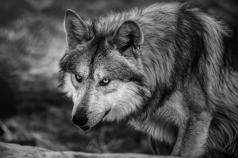 Animal, Wolf, Black & White, predator (Animal), HD wallpaper