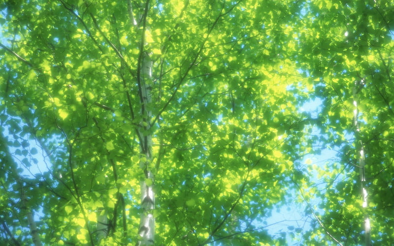 17 Tender Green Birch tree -Sunlight Through Birch Tree Leaves, HD wallpaper
