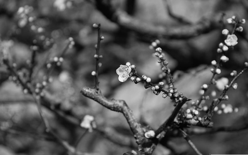 plum blossom black and white-beauty spring, HD wallpaper