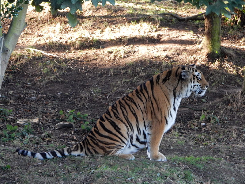 Amur Tiger, large, wild, amur, tiger, cat, animal, HD wallpaper