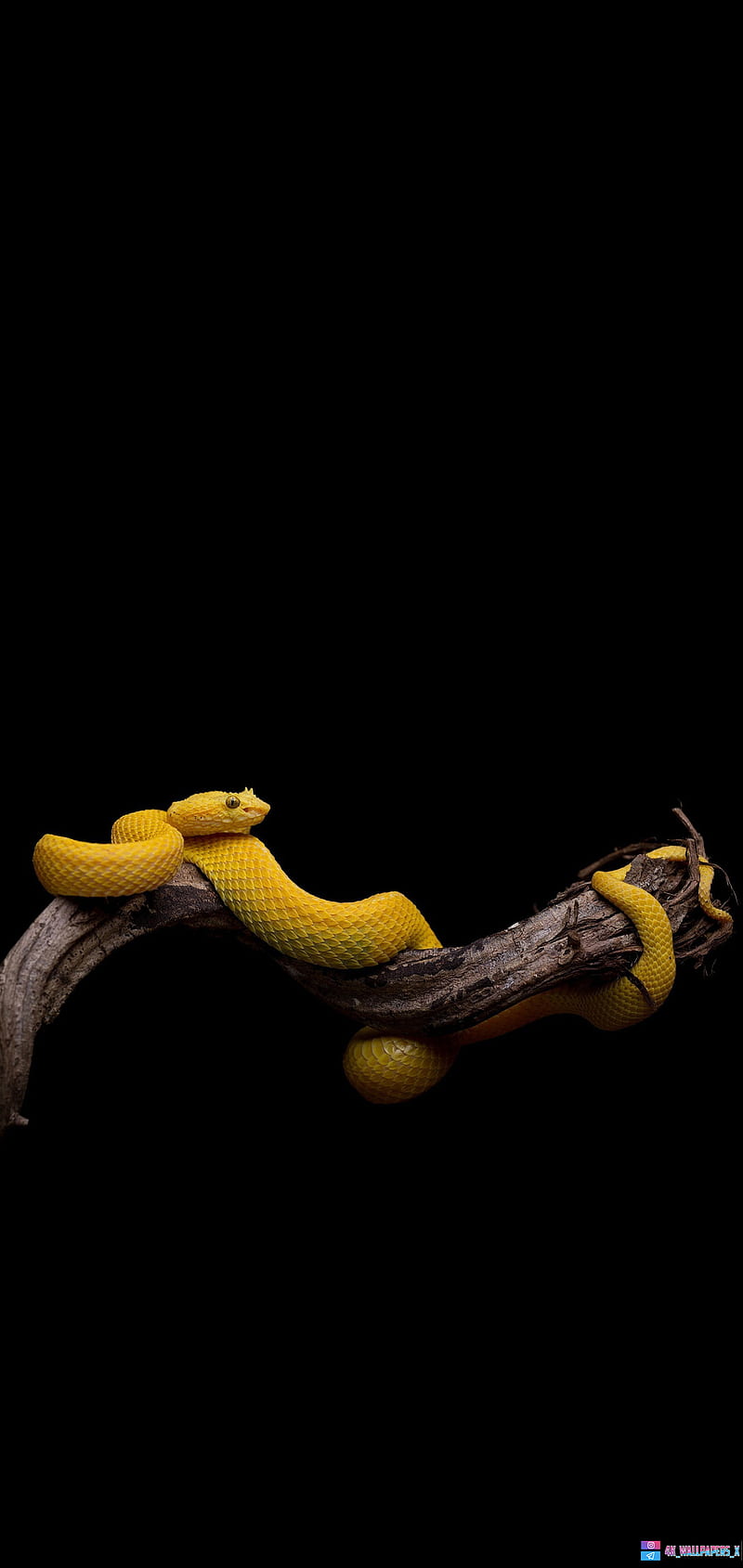 yellow snake, black, blue, nature, reptiles, snakes, top, viper, HD phone wallpaper