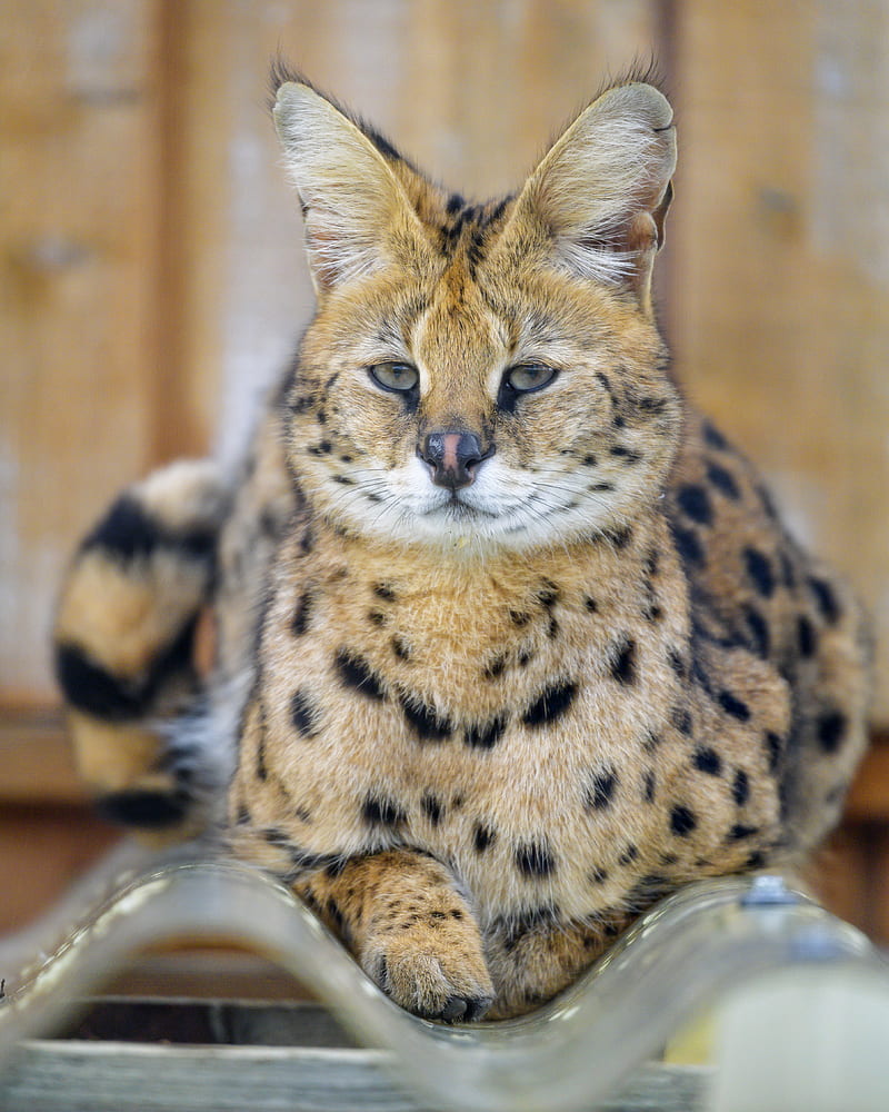 serval, glance, predator, animal, big cat, HD phone wallpaper