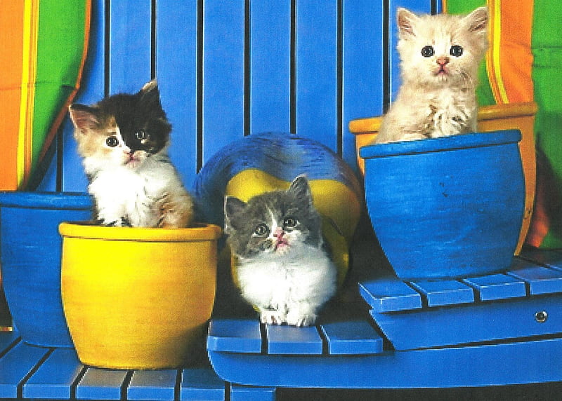 Three kittens in flowerpots, cute, kiteens, paws, flowerpots, HD wallpaper