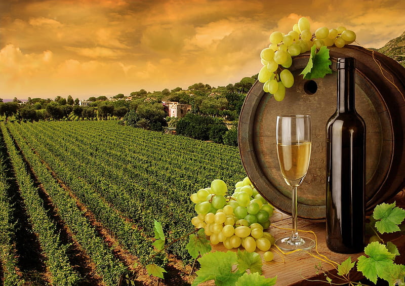 Landscape, Nature, Food, Grapes, Wine, HD wallpaper