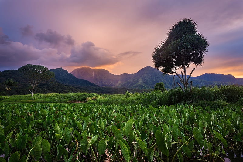 Hanalei National Wildlife Refuge, Kauai-Hawaii, flowers, tree, landscape, mountains, HD wallpaper