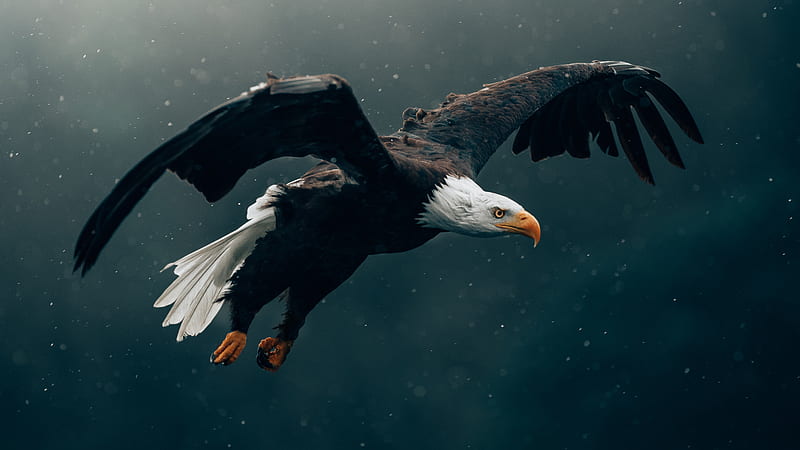 Bald Eagle Flying , bald-eagle, eagle, birds, HD wallpaper
