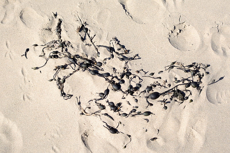 black and white animal foot prints on white sand, HD wallpaper