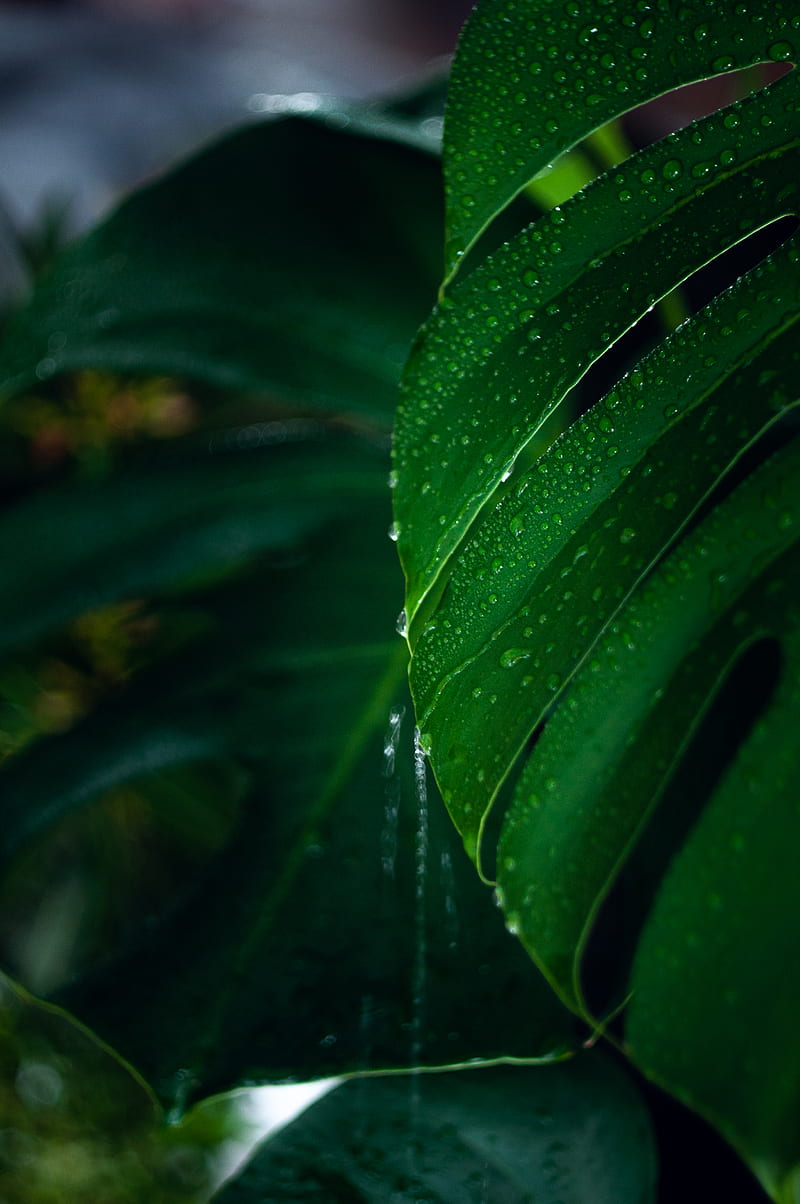 green leaf plant in close up graphy, HD phone wallpaper