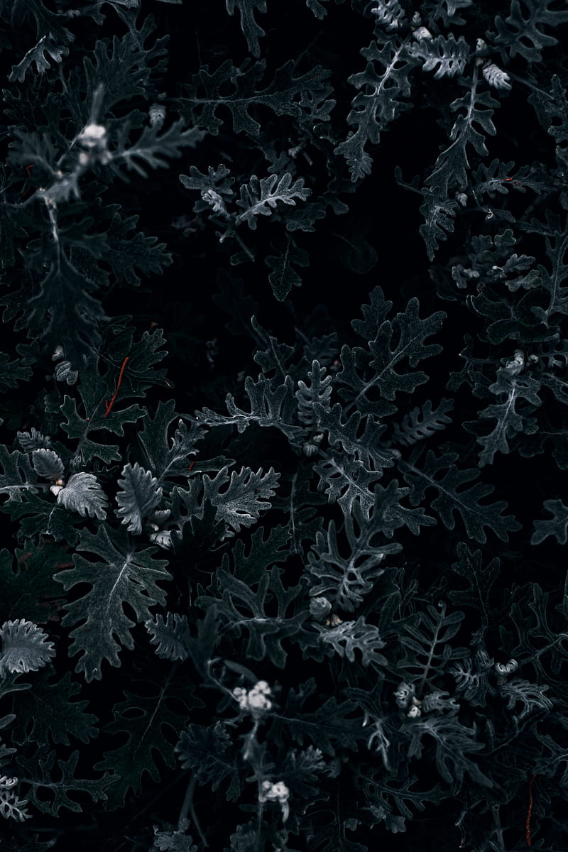 Bush, leaves, macro, dark, green, HD phone wallpaper | Peakpx
