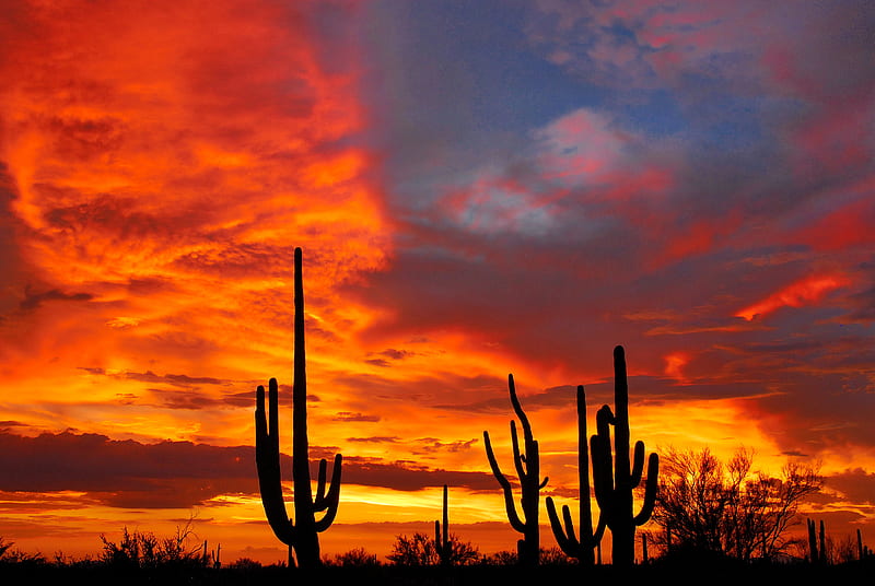 Fire in the Sky, sunset, arizona, saguaro, clouds, cactus, HD wallpaper ...