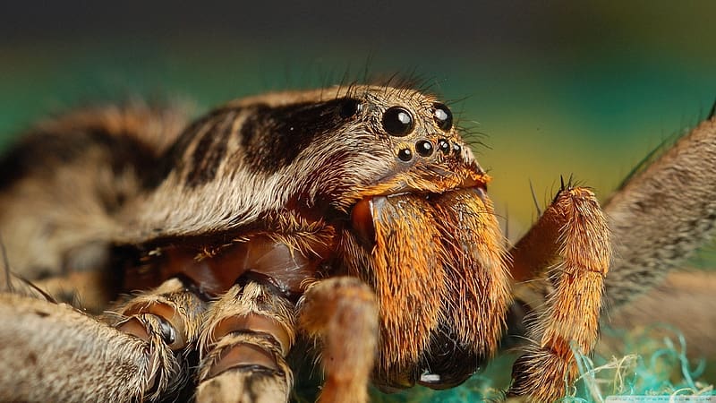Spiders, Animal, Spider, Tarantula, HD wallpaper