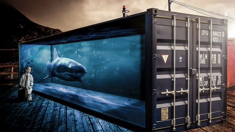 Shark Box Tank, shark, fish, wildlife, unique, fish tank, HD wallpaper