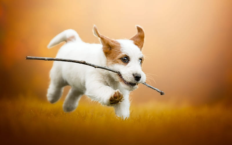 Jack Russell Terrier, flying puppy, funny dogs, cute animals, white puppy with brown ears, dogs, HD wallpaper