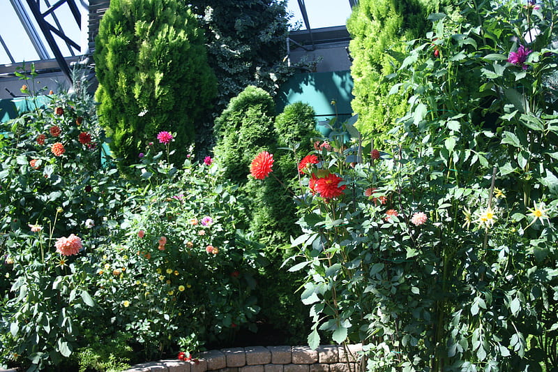 A shiny day at Edmonton garden 38, red, orange, leaves, graphy, green, purple, Dahlia, garden, Flowers, pink, HD wallpaper