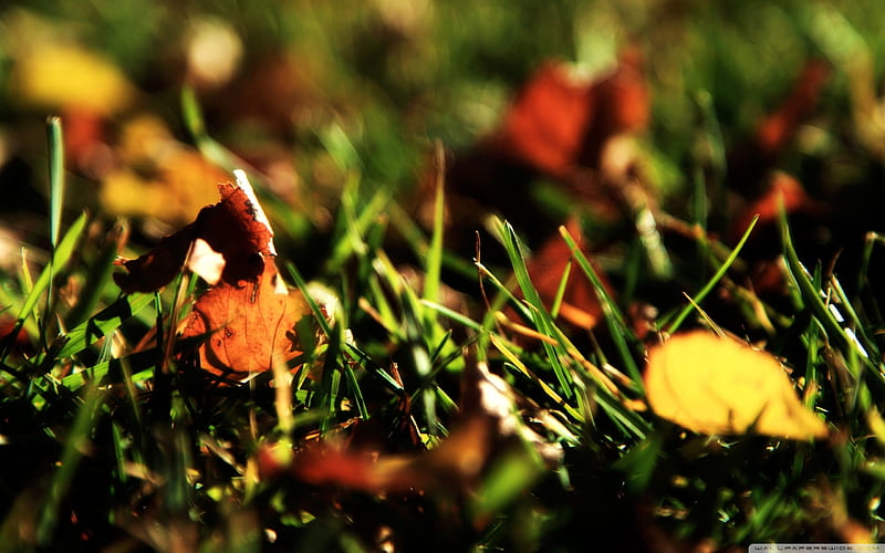 a pile of autumn leaves-Autumn Landscape, HD wallpaper