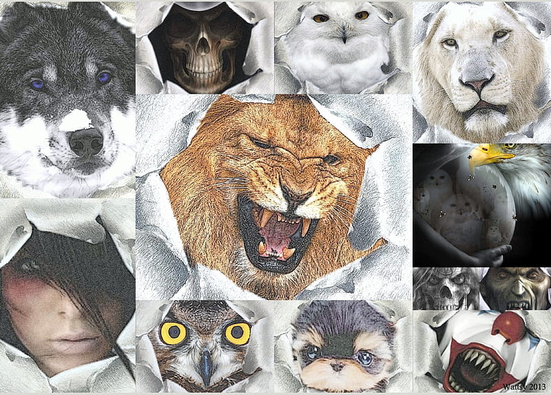 breaking paperpics, owl, loin, wolf, breakingpaper, puppy, HD wallpaper