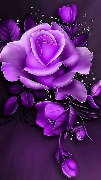 purple rose flowers images