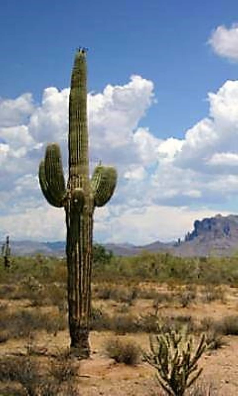 cactus in desert, landscape, HD phone wallpaper
