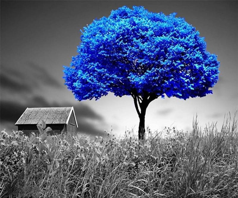Surreal, house, blue and black, bonito, country, blue tree, two colors, field, HD wallpaper