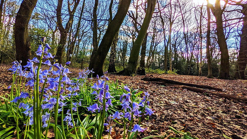 First Bluebells of Spring, England, blossoms, forest, trees, landscape, HD wallpaper