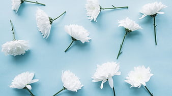 White Flowers In Light Blue Background sẽ đem đến cho bạn không gian tươi mới và đầy hoa mộc. Với hình ảnh hoa trắng trên nền xanh nhạt, bạn sẽ cảm thấy nhẹ nhàng và thanh thản.