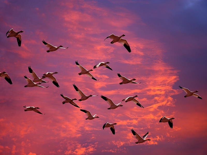Birds, Sunset, Sky, Bird, Animal, Washington, Goose, Migration, HD wallpaper
