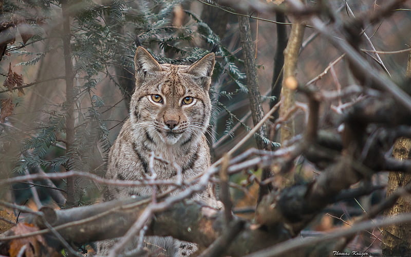 Cats, Lynx, Big Cat, Branch, Wildlife, HD wallpaper | Peakpx