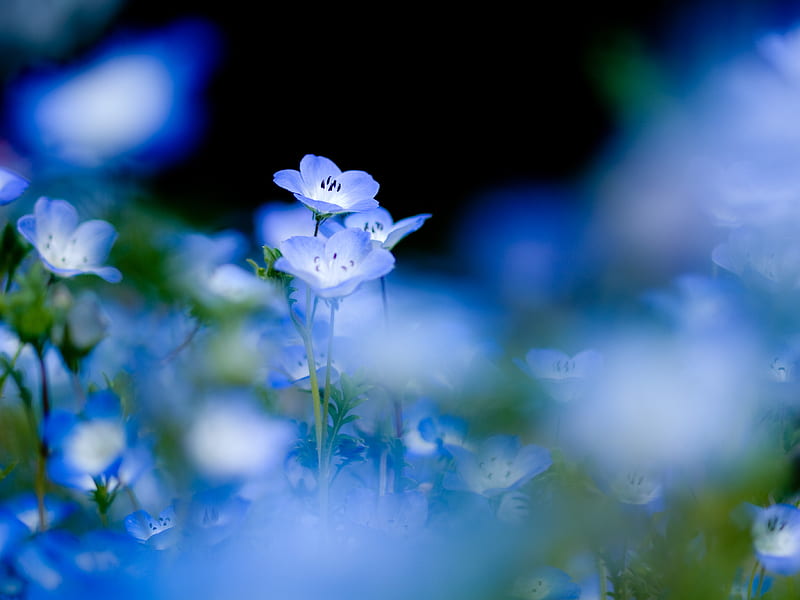 blue flowers, blurry, Flowers, HD wallpaper