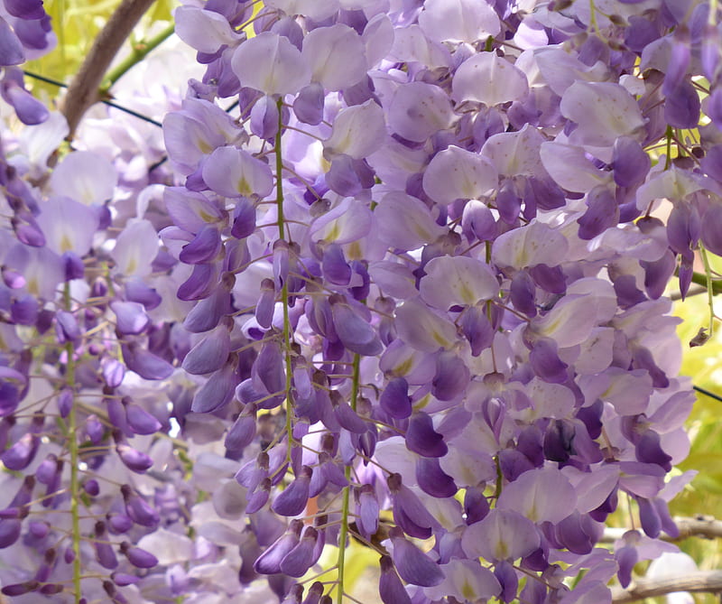 Purple Wisteria, bloom, flower, garden, spring, violet, HD wallpaper