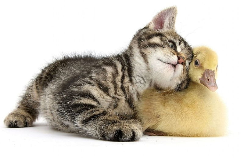 cute friends, cute, kitty, duckling, cats, animals, friends, HD wallpaper