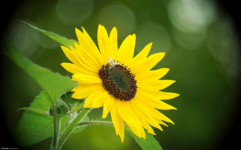 Sunflower-Nature Landscape selected, HD wallpaper