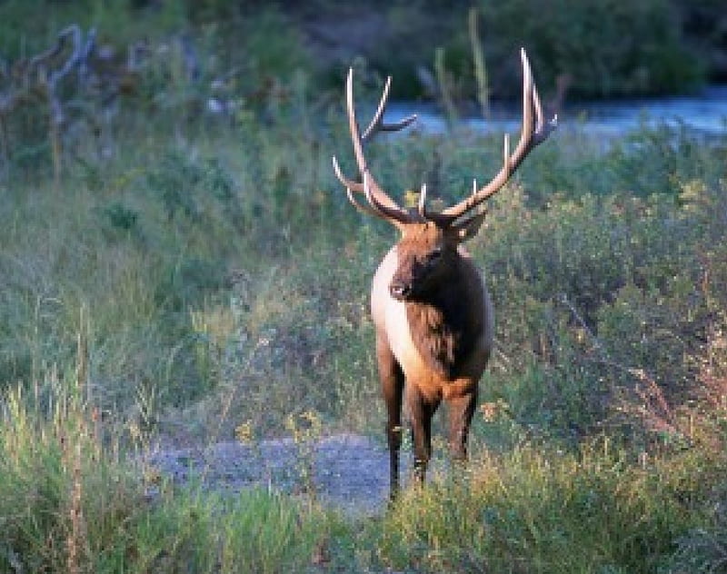 Elk, big bull, lage horns, HD wallpaper