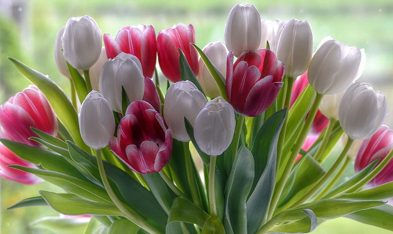 ~ ✿ ~, nice, beauiful, flowers, colors, tulips, style, HD wallpaper