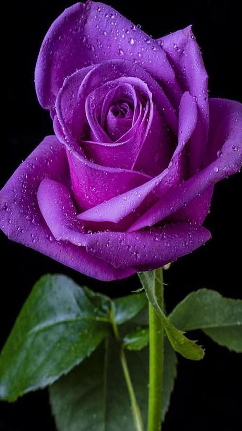 Purple rose, black, flower, HD phone wallpaper | Peakpx